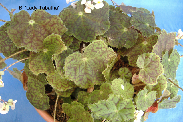 B. ‘Lady Tabatha’
